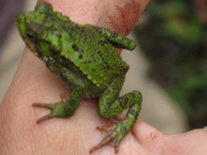 Regenfrosch - Bransford's Litter Frog